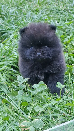 Reinrassige Pomeranian 