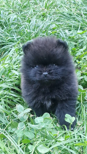 Reinrassige Pomeranian Bärchen 