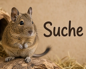Suche Degu(s)