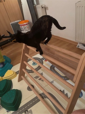Nacho sucht ein liebevolles Zuhause