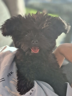 Pomapoo letzte Weibchen ab sofort 
