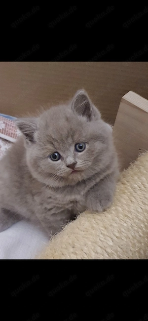 Bkh Kitten  britische kurzhaar babykatzen 