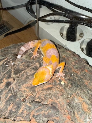 Leopardgecko (W)