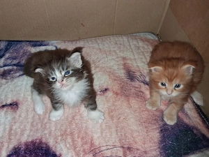 2 süsse maine coon kitten