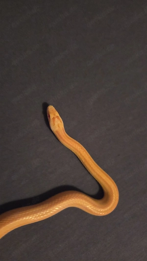 Kornnatter (Pantherophis guttatus) Bild 8