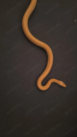 Kornnatter (Pantherophis guttatus) Bild 6
