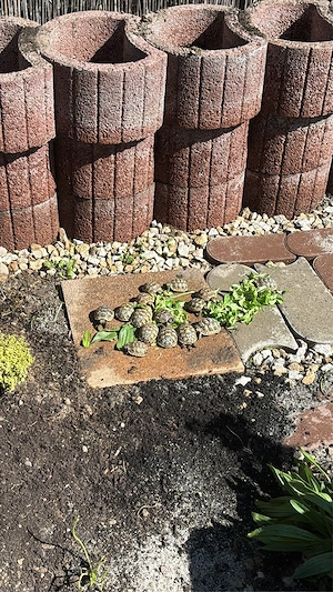 Maurische Landschildkröten abzugeben 