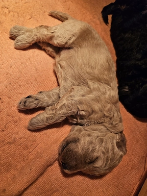 Goldendoodle Welpen