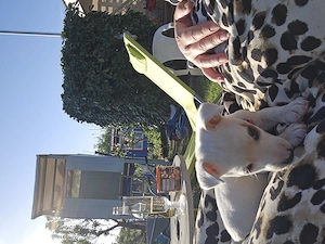 Zwei Jack Russell Mädchen 