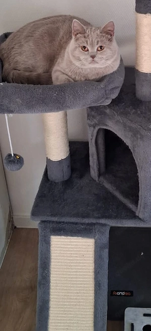 Jünger  Kater