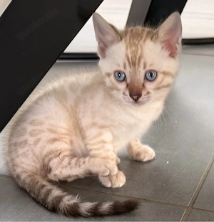 Bengal kitten w