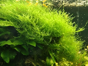Aquarien- & Terrarien Moos Sichelmoos