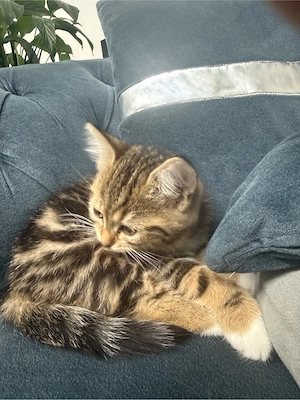 Schöne Katze Nala (weiblich) sucht ein neues Zuhause    Bild 2