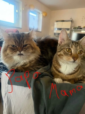 Schöne Katze Nala (weiblich) sucht ein neues Zuhause    Bild 7