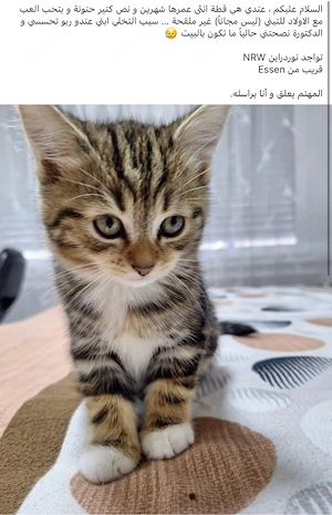 Schöne Katze Nala (weiblich) sucht ein neues Zuhause    Bild 5