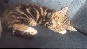 Schöne Katze Nala (weiblich) sucht ein neues Zuhause    Bild 4
