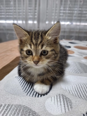 Schöne Katze Nala (weiblich) sucht ein neues Zuhause   