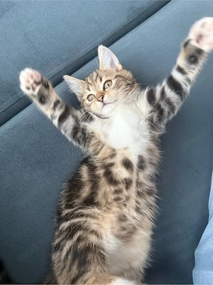 Schöne Katze Nala (weiblich) sucht ein neues Zuhause    Bild 6