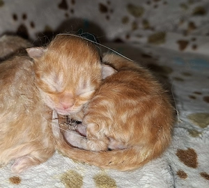 Fünf zauberhafte Kitten in besonderer, seltener Farbe Red und Creme Silver Classic Tabby 