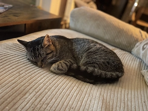Kater in Vertrauensvolle Hände abzugeben 