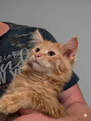 Süße Maine Coon Brüder