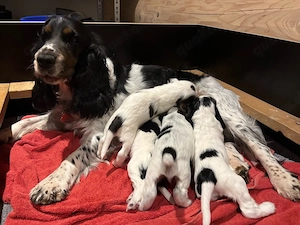 Gesunde English Cocker Spaniel Welpen 
