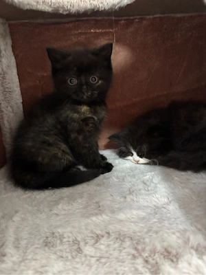 brittisch kurzhaar kitten