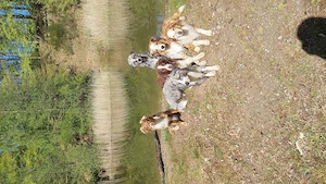 Deckrüden Border Collie  Australian Shepherd