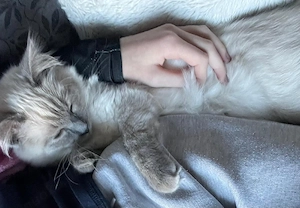 Ragdoll Katze Carly