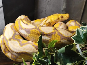 1.0 Dwarf Netzpython Dark Lavender 