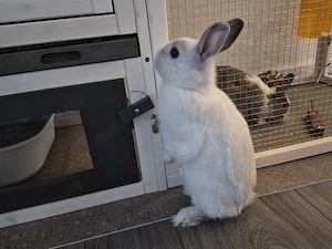 Zwerg kaninchen  Hasen
