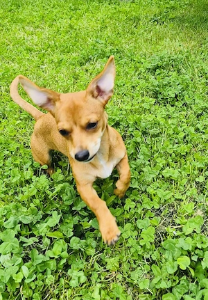 Chihuahua Pinschermix Mädchen 
