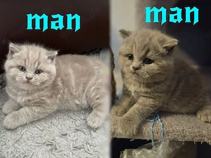 2 wundervolle Kitten suchen sich ein zuhause!!!