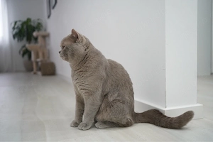 Britisch Kurzhaar Kater sucht liebevolles Zuhause   