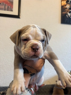 Old englisch Bulldoggen Welpen OEB