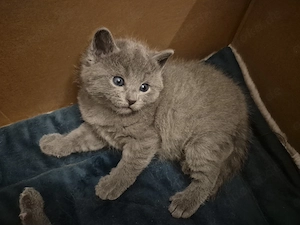 Süsse   Rassen   Kitten 