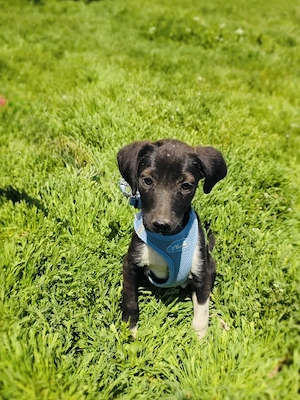 Rita ein Labby Mix Mädchen 