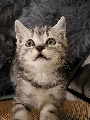 Bkh kitten abzugeben 