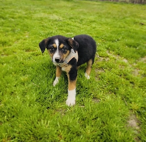Maya sucht ein Zuhause 
