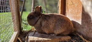 Zwergkaninchen Mogli