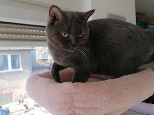Britische Kurzhaarige Katze