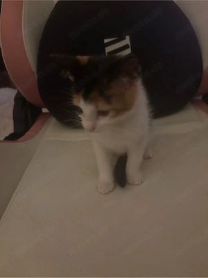 1 kitten sucht ab dem 15. 5 ein zuhause 