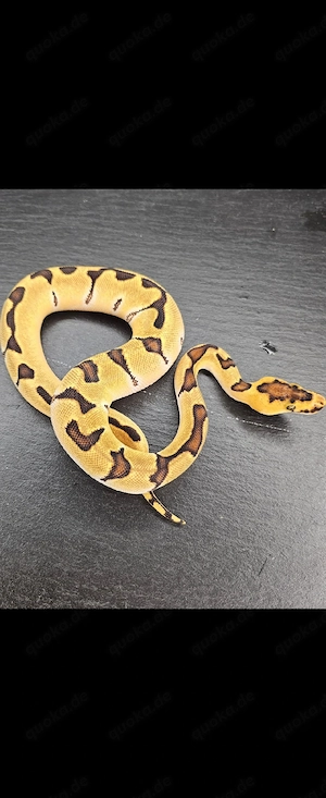 0.1 Super Orange Dream Enchi Clown