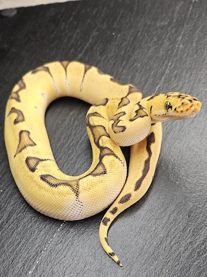 0.1 Super Orange Dream Enchi Pastel Clown  Bild 2