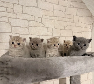 Wunderschöne BKH Kitten , britisch kurzhaarige Kitten  Katze