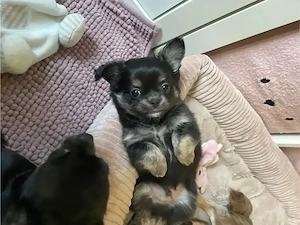 Zwei Reinrassige Chihuahua Rüden suchen ihren Lieblingsmensch Abgabe Mitte Mai 