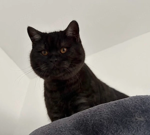 Unglaublich süßer verschmuster & reinrassiger BKH-Kater sucht inkl. Zubehör leider neue Futtergeber