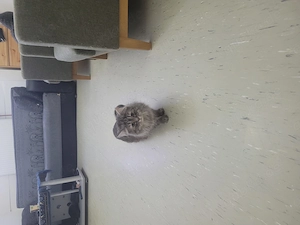 Ein Kater zu verkaufen 