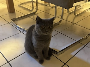 Zwei BKH Kater 