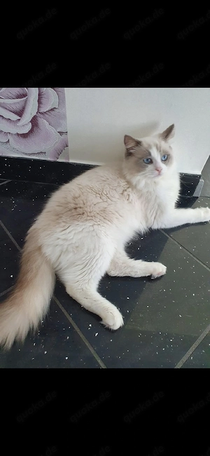 Reinrassiger Ragdoll Deckkater 